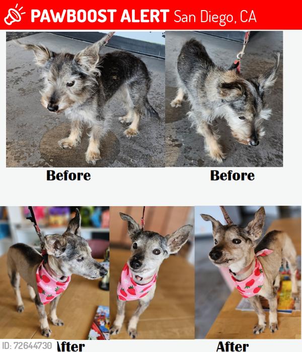Lost Female Dog last seen Samara Barbara & Cap may, San Diego, CA 92107