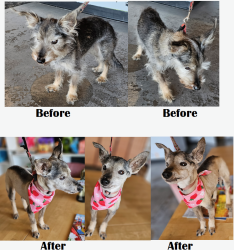 Lost Female Dog last seen Samara Barbara & Cap may, San Diego, CA 92107