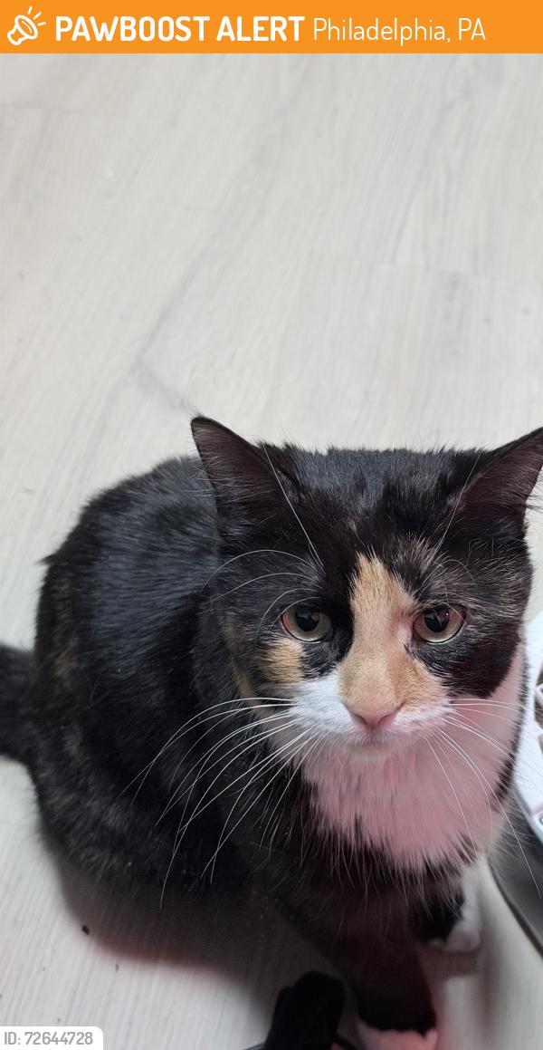 Found/Stray Female Cat last seen Near Franklin Street, Philadelphia, PA 19120