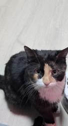 Found/Stray Female Cat last seen Near Franklin Street, Philadelphia, PA 19120
