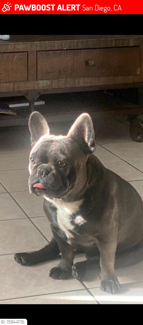 Lost Male Dog last seen Near beta st 92113 , San Diego, CA 92113