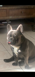 Lost Male Dog last seen Near beta st 92113 , San Diego, CA 92113