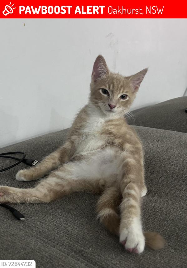Lost Male Cat last seen Daniels Rd and Southee Cct, Oakhurst, NSW 2761