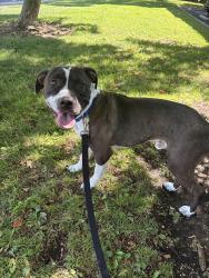 Lost Male Dog last seen ord place , Carlsbad, CA 92010