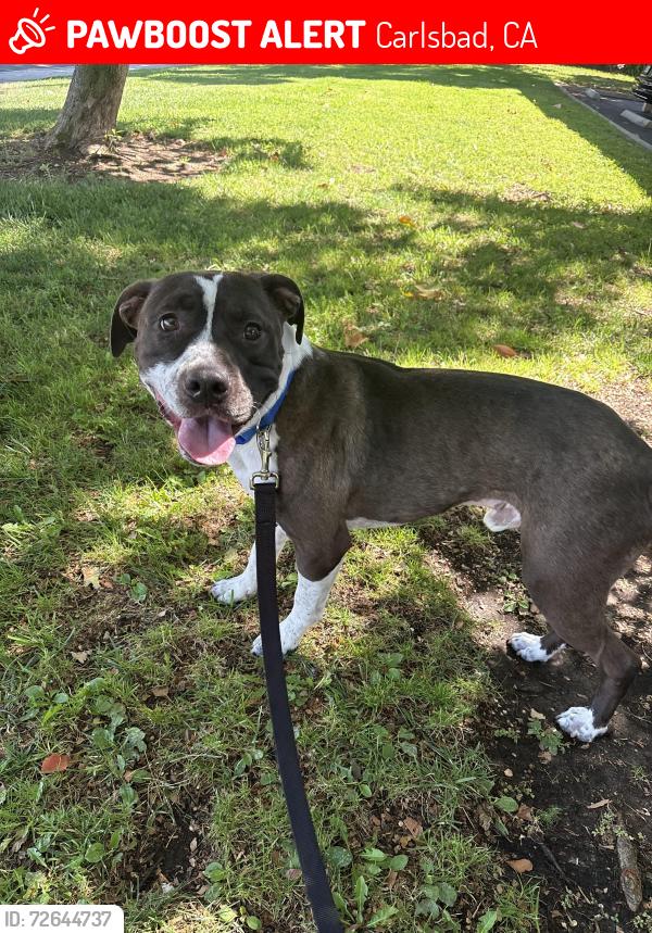 Lost Male Dog last seen ord place , Carlsbad, CA 92010