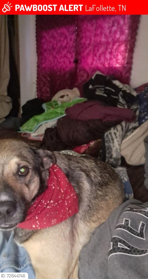 Lost Female Dog last seen W Forrest N15th St Lafollette TN 37766, LaFollette, TN 37766