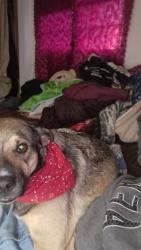 Lost Female Dog last seen W Forrest N15th St Lafollette TN 37766, LaFollette, TN 37766