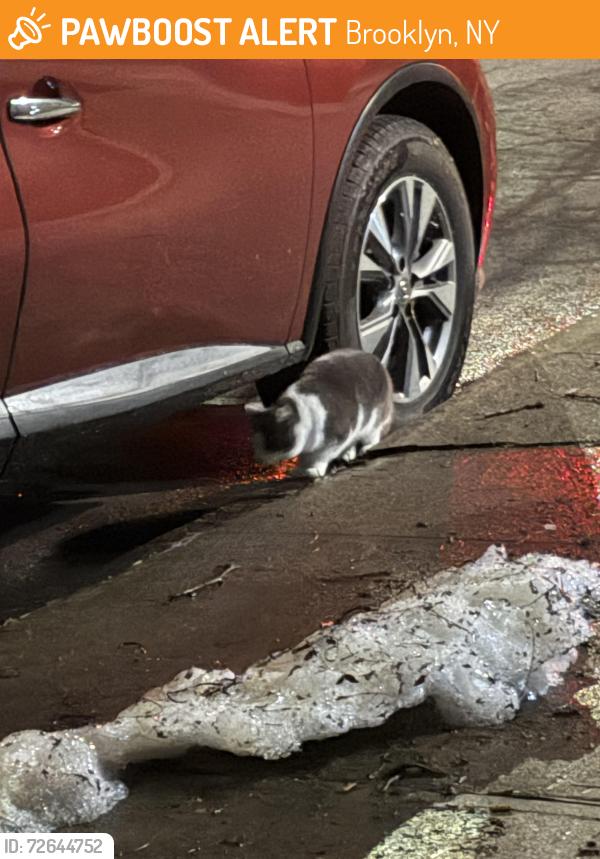 Found/Stray Unknown Cat last seen Alleyway to the left of 704 park place , Brooklyn, NY 11216