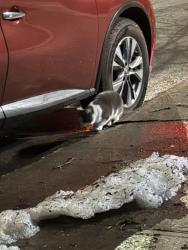 Found/Stray Unknown Cat last seen Alleyway to the left of 704 park place , Brooklyn, NY 11216