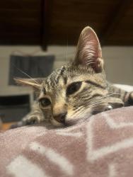 Lost Male Cat last seen El toro market and fallbrook library , Fallbrook, CA 92028