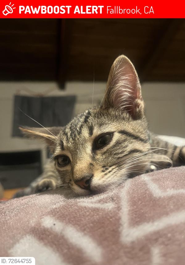 Lost Male Cat last seen El toro market and fallbrook library , Fallbrook, CA 92028