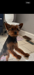 Lost Male Dog last seen Peidmont , Baltimore, MD 21216