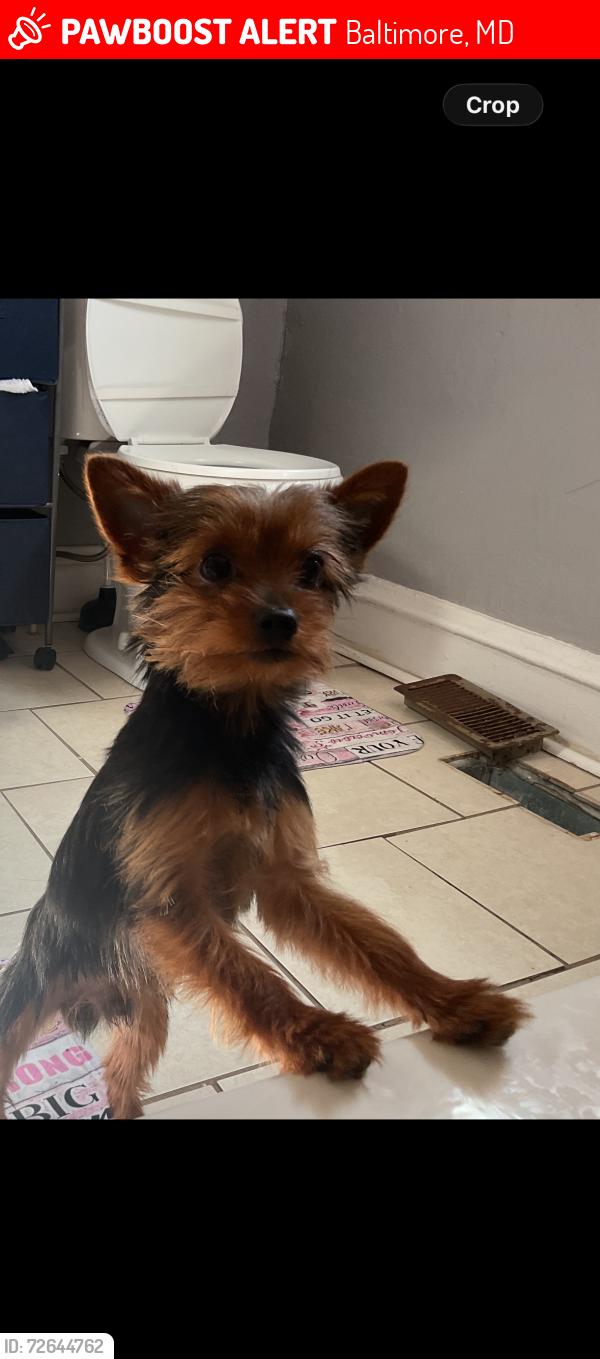 Lost Male Dog last seen Peidmont , Baltimore, MD 21216