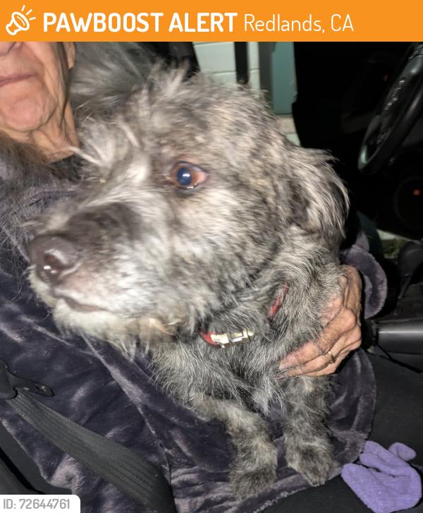Found/Stray Male Dog last seen Pennsylvania & Orange st, Redlands, CA 92374
