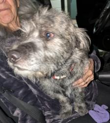 Found/Stray Male Dog last seen Pennsylvania & Orange st, Redlands, CA 92374