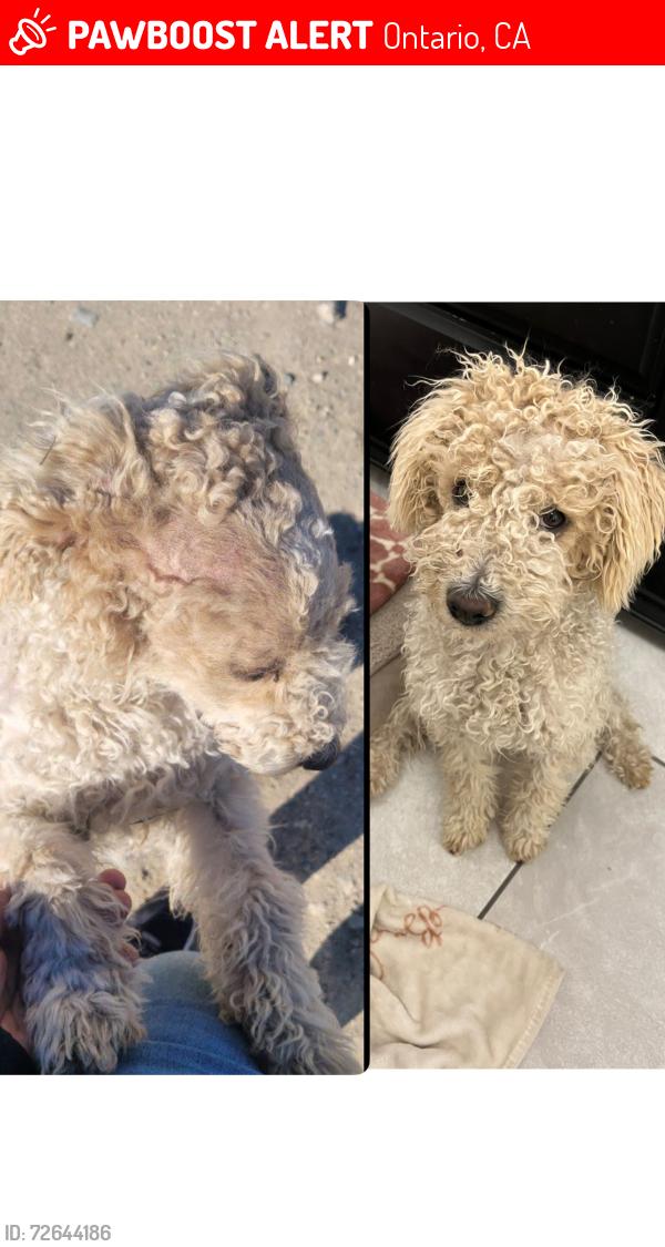 Lost Male Dog last seen central ave, Ontario, CA 91762