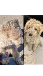 Lost Male Dog last seen central ave, Ontario, CA 91762