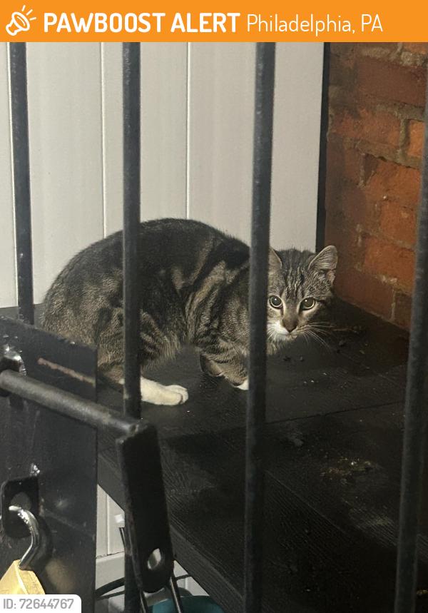 Found/Stray Unknown Cat last seen Near s Hutchinson st, Philadelphia, PA 19107