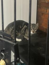 Found/Stray Unknown Cat last seen Near s Hutchinson st, Philadelphia, PA 19107