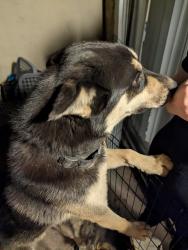 Found/Stray Male Dog last seen De Berry st and Mt Vernon , Grand Terrace, CA 92313