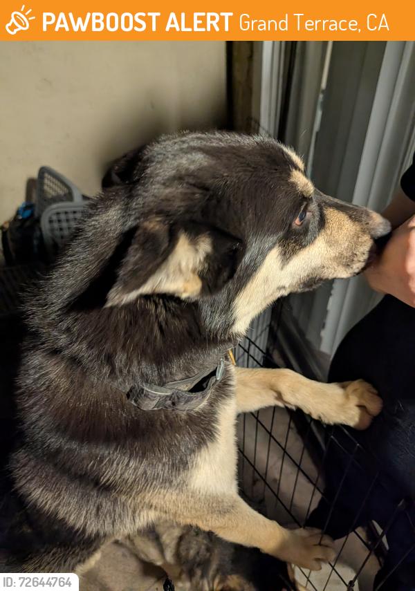 Found/Stray Male Dog last seen De Berry st and Mt Vernon , Grand Terrace, CA 92313