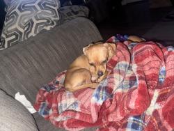 Lost Male Dog last seen Hayes and Van Buren near Arlington Park, Riverside, CA 92503