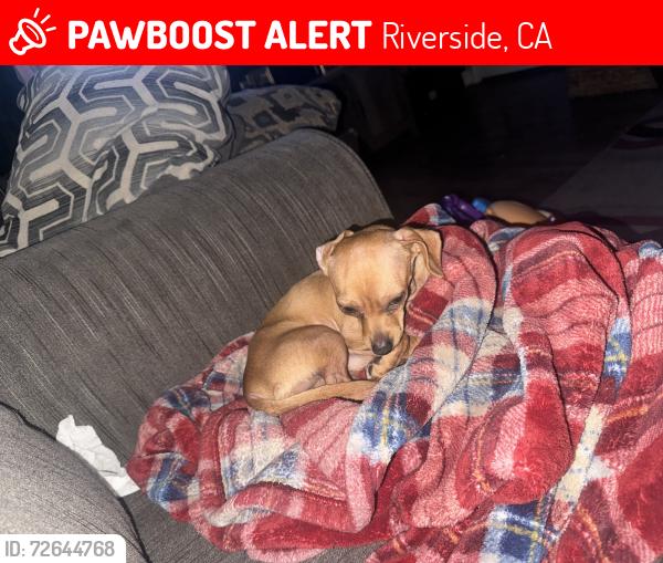 Lost Male Dog last seen Hayes and Van Buren near Arlington Park, Riverside, CA 92503