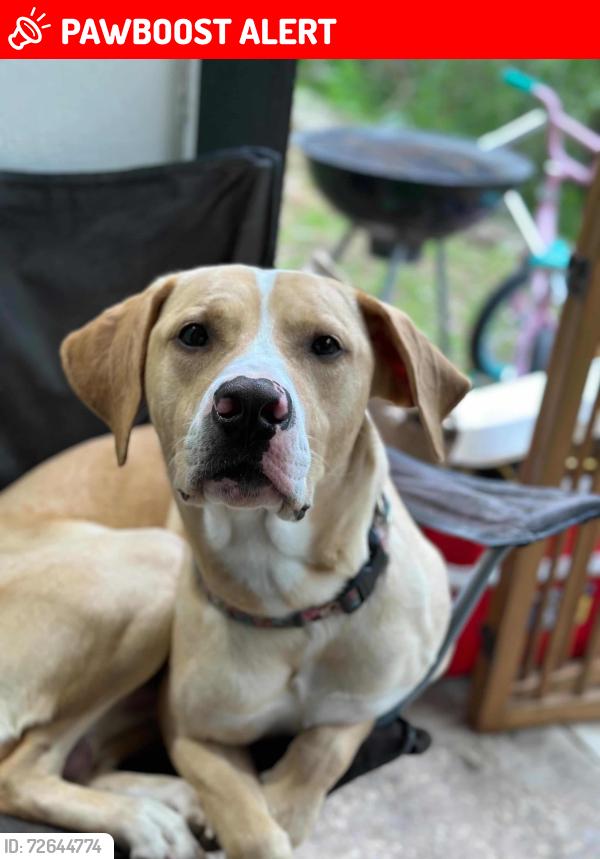 Lost Male Dog last seen West palm beach , West Palm Beach, FL 33415