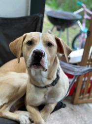 Lost Male Dog last seen West palm beach , West Palm Beach, FL 33415
