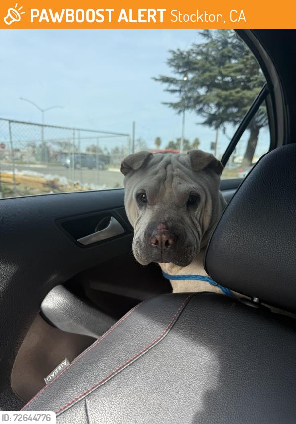 Found/Stray Male Dog last seen Michael Falkis Park, Stockton, Stockton, CA 95219