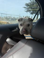 Found/Stray Male Dog last seen Michael Falkis Park, Stockton, Stockton, CA 95219