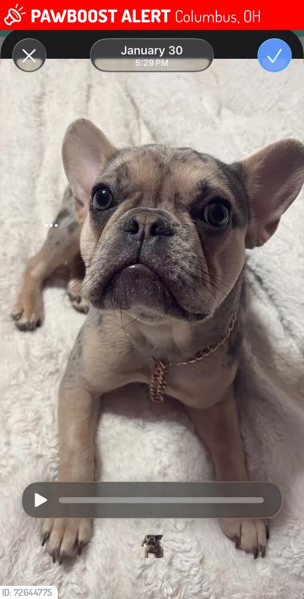 Lost Female Dog last seen Atwood Terrace and East Weber Road, Columbus, OH 43211