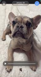 Lost Female Dog last seen Atwood Terrace and East Weber Road, Columbus, OH 43211