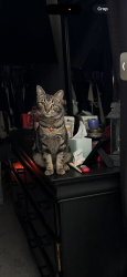 Lost Male Cat last seen near clayton and carey on helen ave, North Las Vegas, NV 89032