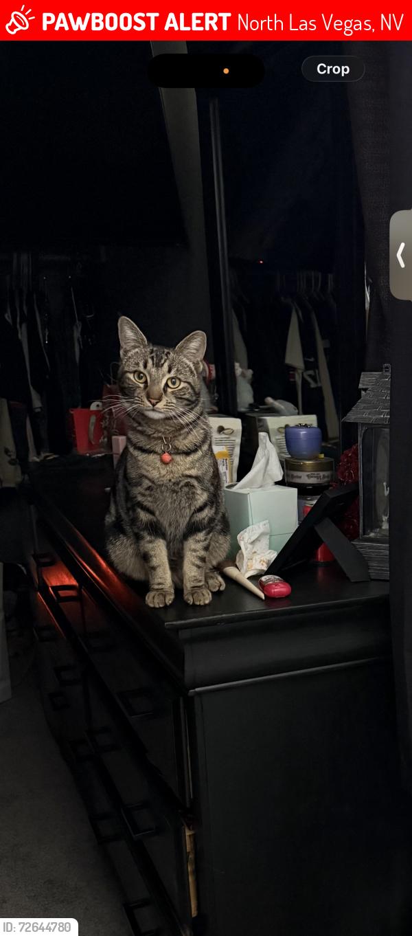 Lost Male Cat last seen near clayton and carey on helen ave, North Las Vegas, NV 89032