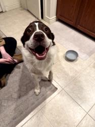 Found/Stray Male Dog last seen Near S 200 W Orem UT 84058, Orem, UT 84058