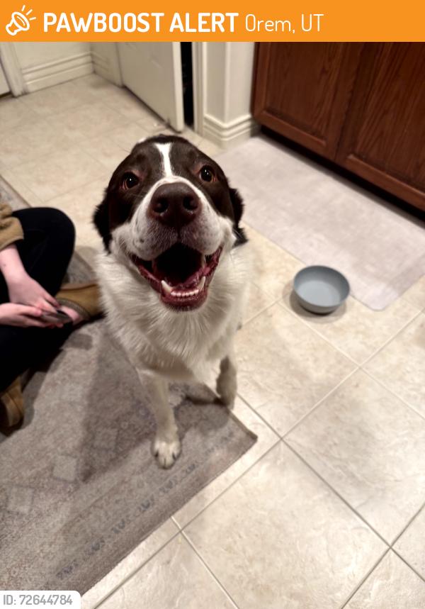Found/Stray Male Dog last seen Near S 200 W Orem UT 84058, Orem, UT 84058