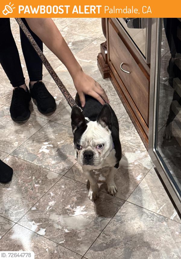 Found/Stray Female Dog last seen Sierra Hwy and Tierra Subida, Palmdale, CA 93551