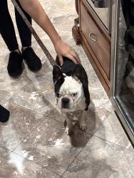 Found/Stray Female Dog last seen Sierra Hwy and Tierra Subida, Palmdale, CA 93551