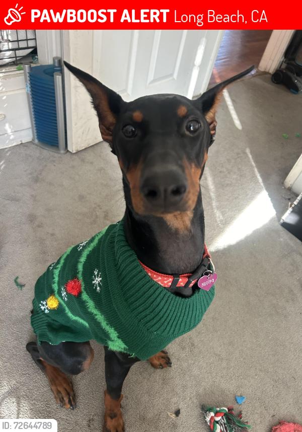 Lost Female Dog last seen Near E 23rd street at Stearns park! , Long Beach, CA 90815