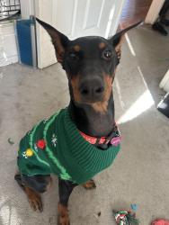 Lost Female Dog last seen Near E 23rd street at Stearns park! , Long Beach, CA 90815