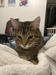 Lost Male Cat last seen 38th and Aurora somewhat by williams village in Boulder , Boulder, CO 80303