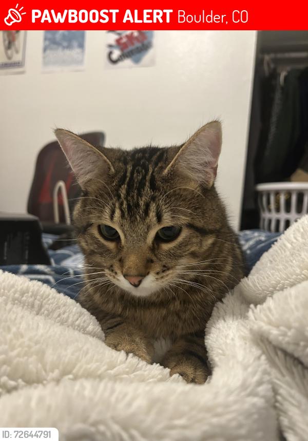 Lost Male Cat last seen 38th and Aurora somewhat by williams village in Boulder , Boulder, CO 80303