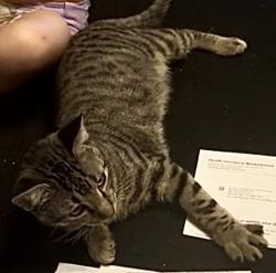 Lost Male Cat last seen W.T. Parr Rd, Grapevine, TX 76051