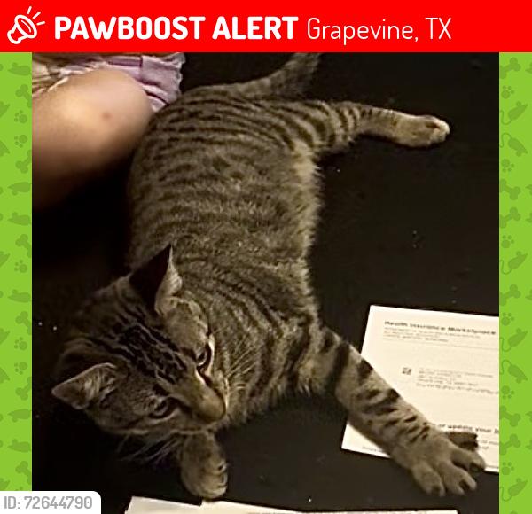 Lost Male Cat last seen W.T. Parr Rd, Grapevine, TX 76051