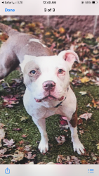 Lost Female Dog last seen Minnehaha, Saint Paul, MN 55101