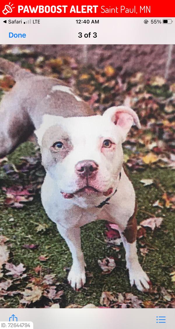 Lost Female Dog last seen Minnehaha, Saint Paul, MN 55101