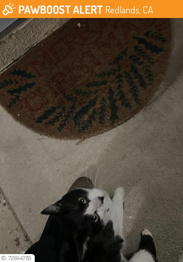 Found/Stray Unknown Cat last seen Florida St Redlands CA, Redlands, CA 92373
