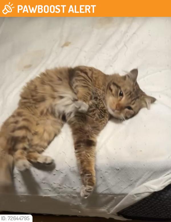 Found/Stray Unknown Cat last seen Near Gas station next to Gardens Casino, Hawaiian Gardens, CA 90716