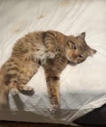 Found/Stray Unknown Cat last seen Near Gas station next to Gardens Casino, Hawaiian Gardens, CA 90716